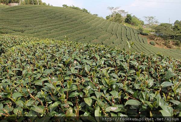 IMG_1903.jpg IMG_1903.jpg