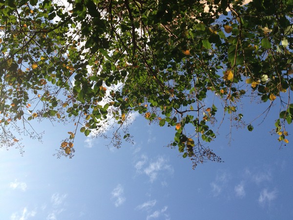IMG_5418 IMG_5418