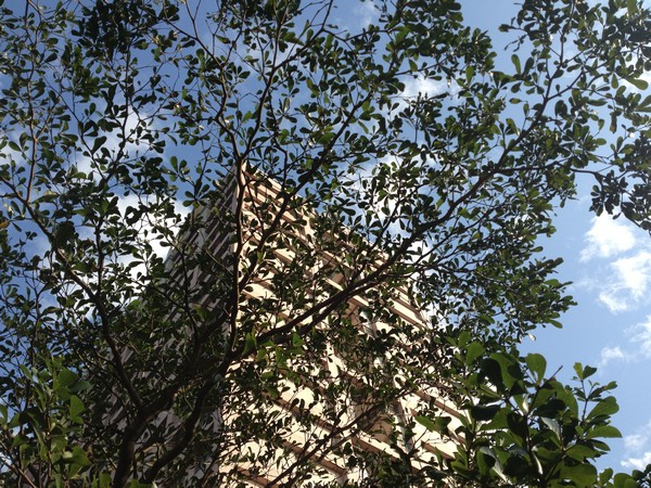 IMG_5423 IMG_5423