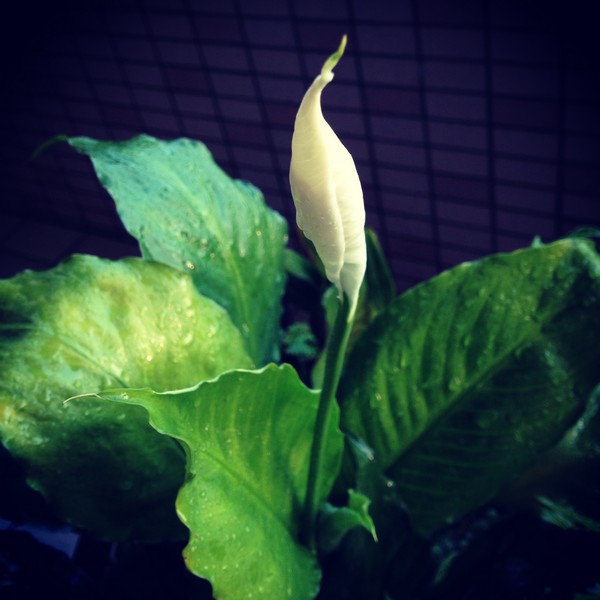 IMG_6316 IMG_6316