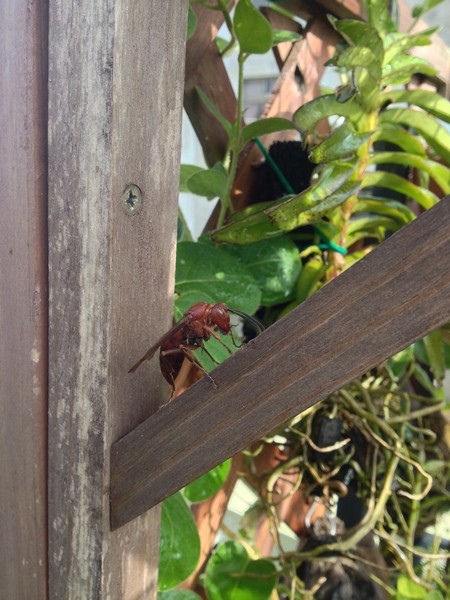 bug01.jpg bug01.jpg