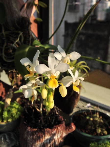orchid01.jpg orchid01.jpg