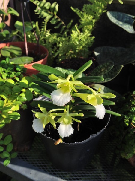 orchid00.jpg orchid00.jpg