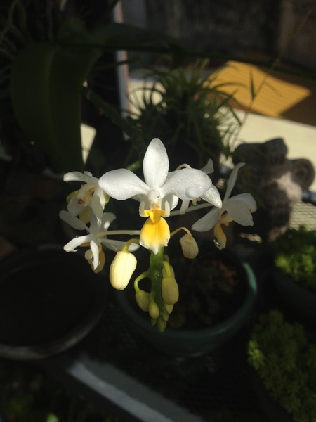 orchid04.jpg orchid04.jpg