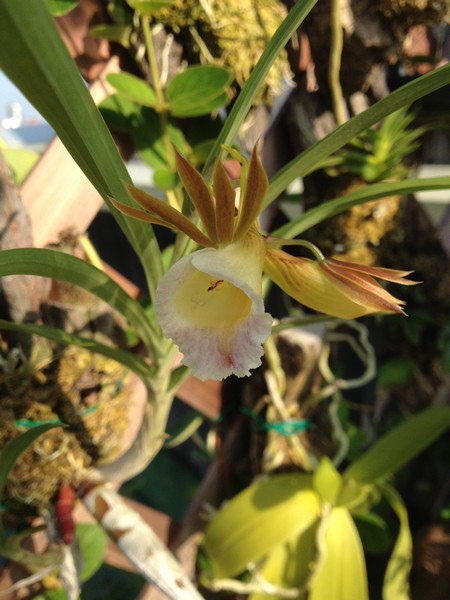 orchid02.jpg orchid02.jpg