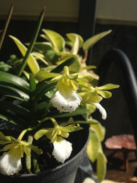orchid05.jpg orchid05.jpg