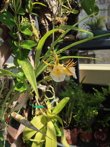 orchid06.jpg orchid06.jpg