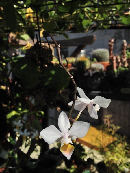 orchid08.jpg orchid08.jpg