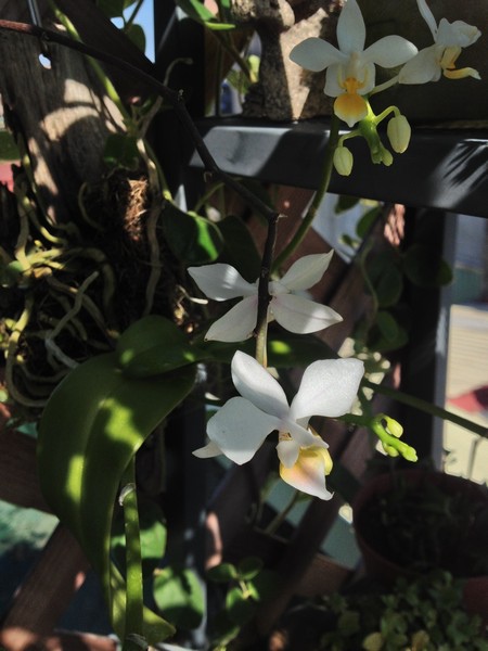 orchid13.jpg orchid13.jpg