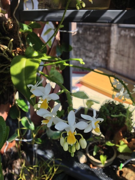 orchid12.jpg orchid12.jpg