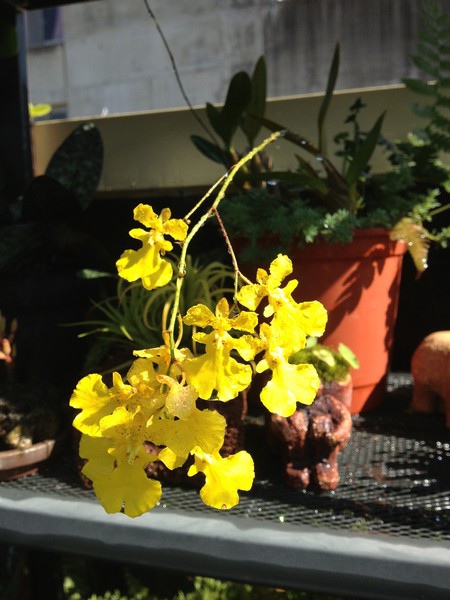 orchid09.jpg orchid09.jpg
