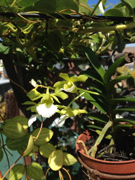orchid16.jpg orchid16.jpg