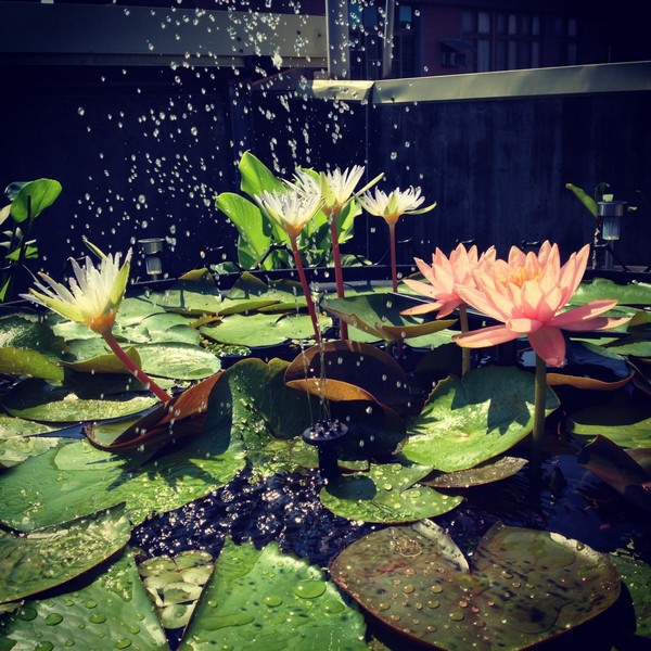 water14_1.jpg water14_1.jpg