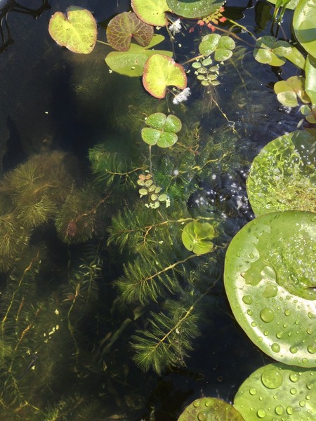 water26.jpg water26.jpg