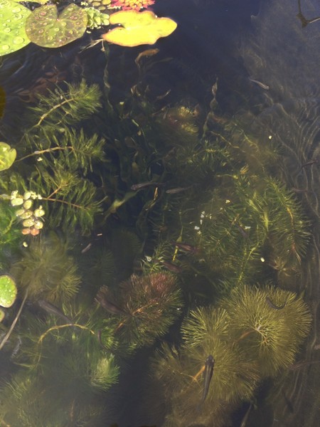 water29.jpg water29.jpg