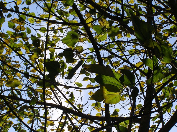 10122201.jpg 10122201.jpg