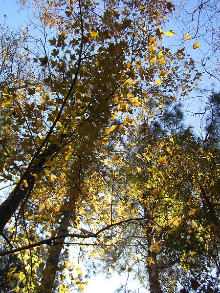 10122209.jpg 10122209.jpg