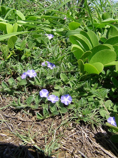 10062205.jpg 10062205.jpg