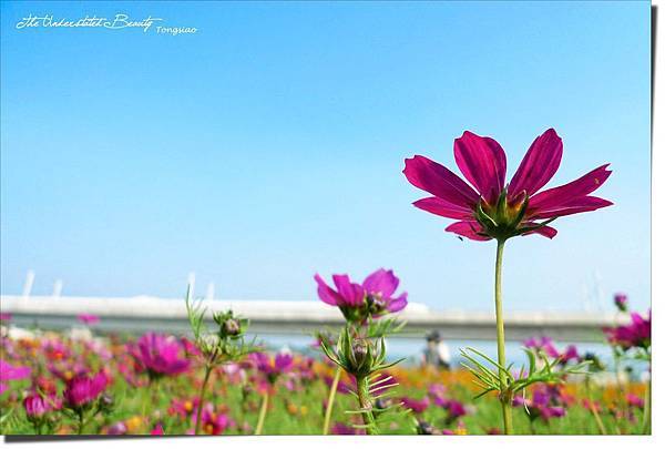 苗栗通宵2009金果乳香花海-024