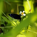 蝴蝶吸花蜜