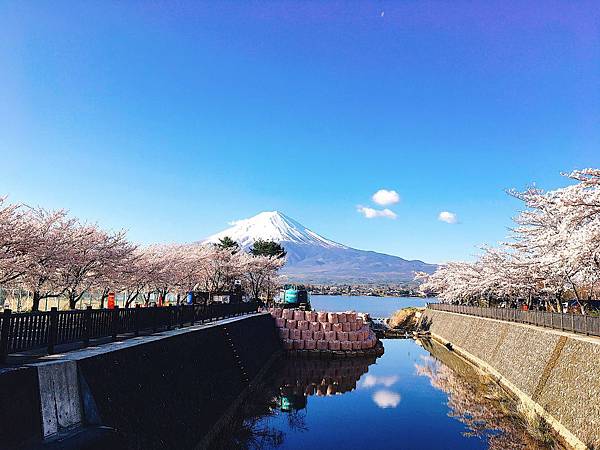 富士山櫻花_河口湖北岸賞櫻4.jpg