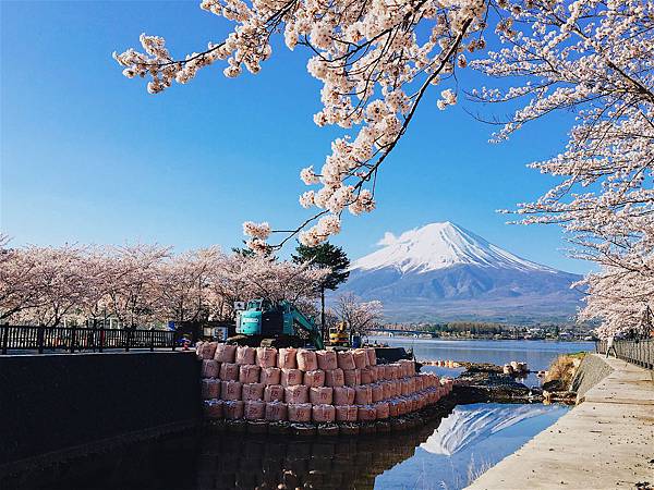 富士山櫻花_河口湖北岸賞櫻2.jpg