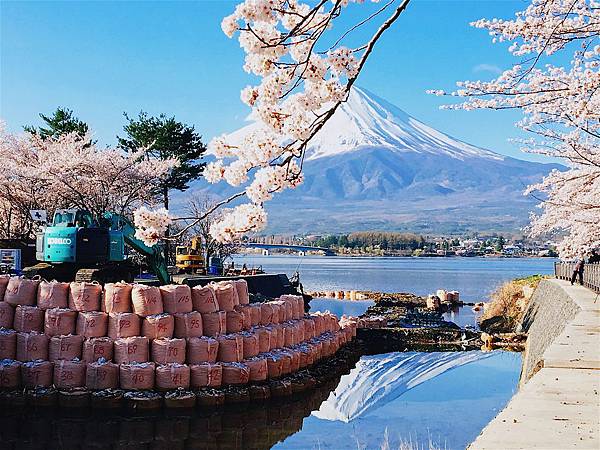 富士山櫻花_河口湖北岸賞櫻7.jpg