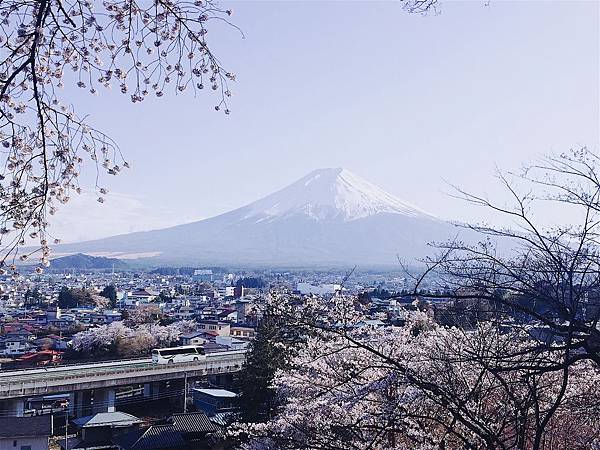 富士山櫻花_新倉山淺間神社賞櫻ㄉ.jpg