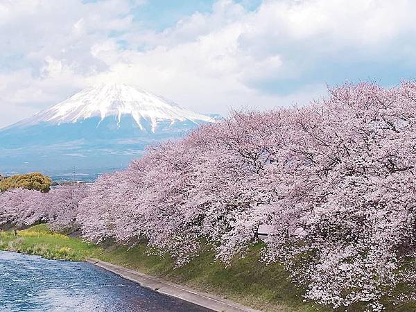 富士山櫻花_靜岡縣龍巖淵櫻花4.JPG