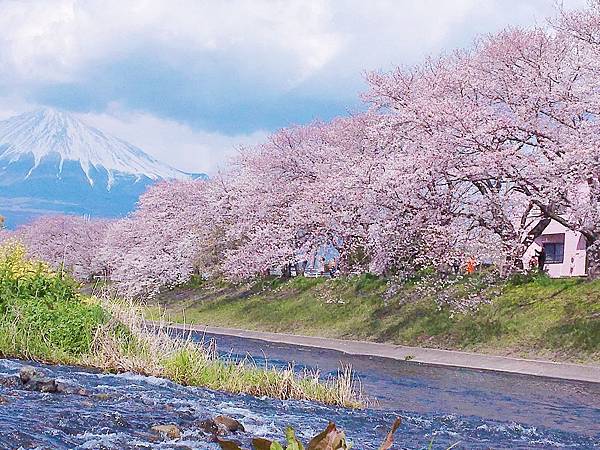 富士山櫻花_靜岡縣龍巖淵櫻花2.jpg