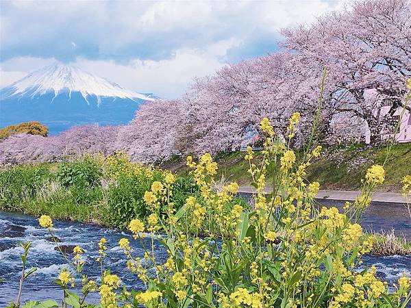 富士山櫻花_靜岡縣龍巖淵櫻花9.jpg