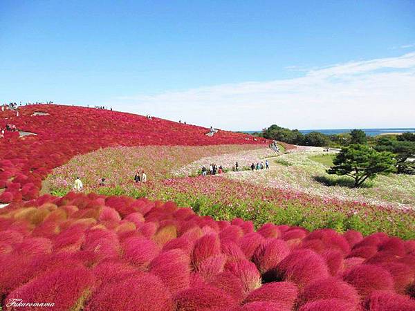 2012日立海濱公園地膚子 (33).JPG