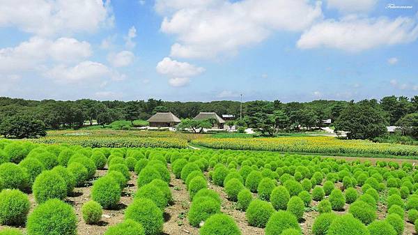 20140818日立海濱公園 (29).JPG