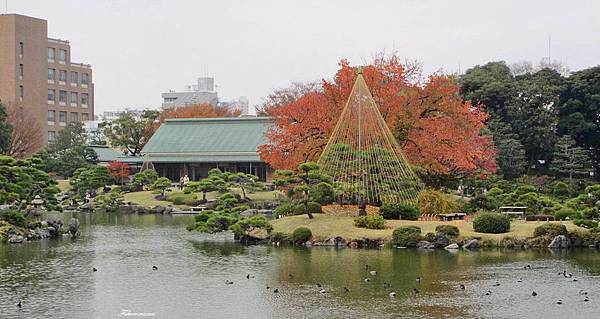 20121130清澄庭園 (32).JPG