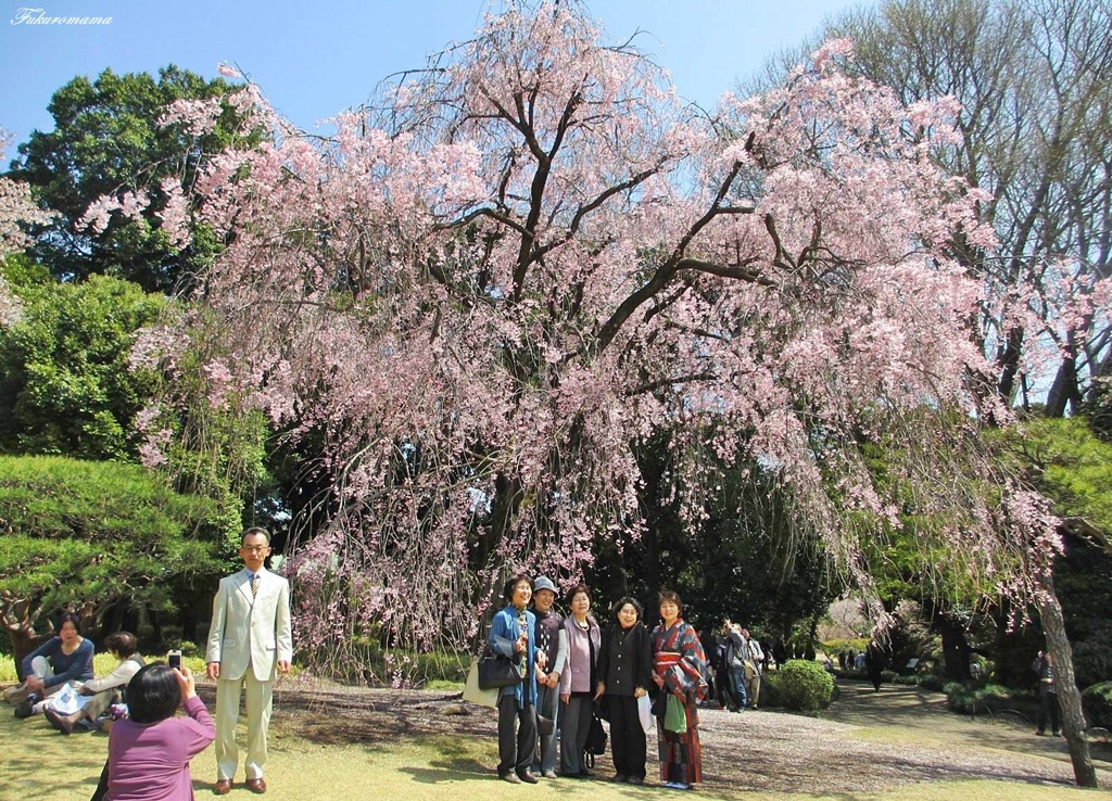 加框八重紅枝垂櫻 (35).JPG