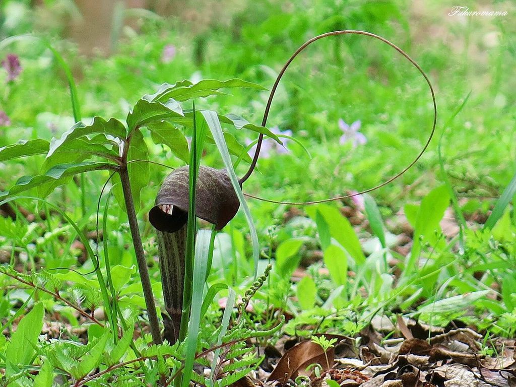 IMG_4693.JPG IMG_4693.JPG