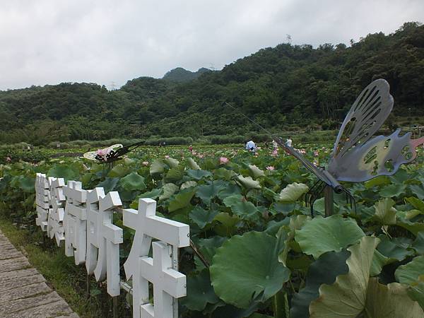 雙溪荷花 (1).JPG