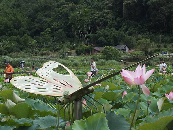 雙溪荷花 (3).JPG