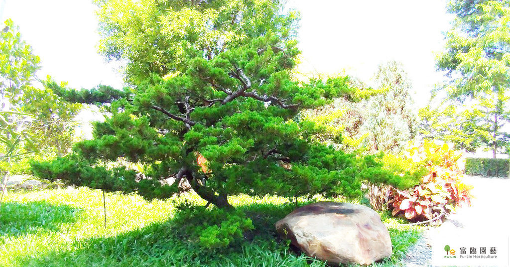 真柏照_191022_0006.jpg 真柏照_191022_0006.jpg