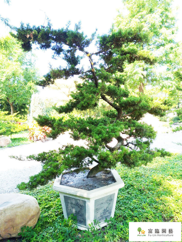 真柏照_191022_0009.jpg 真柏照_191022_0009.jpg