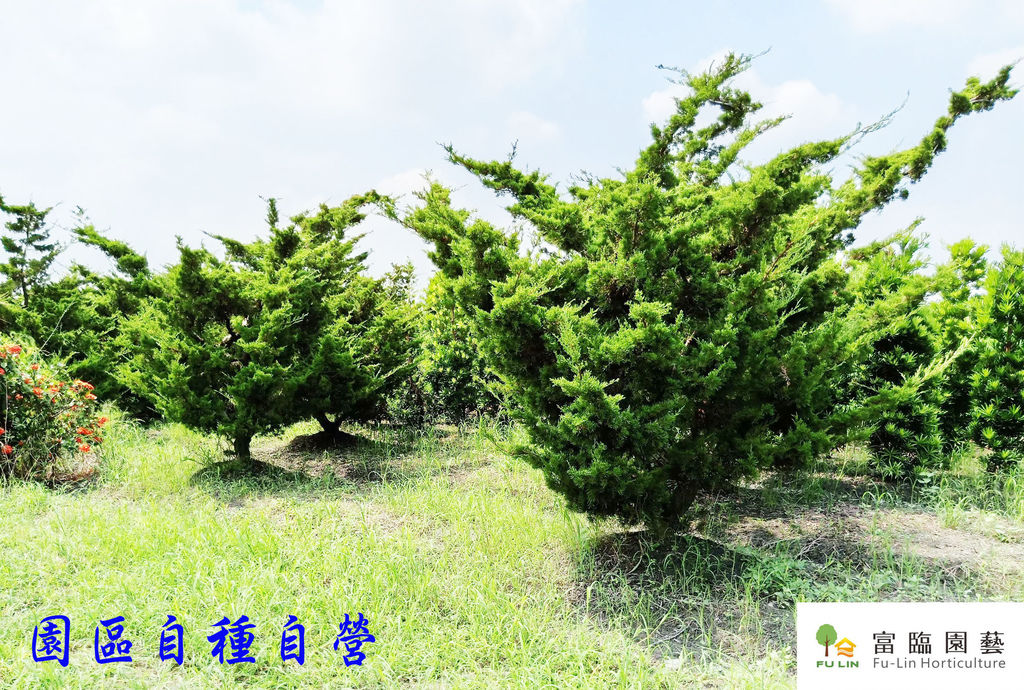真柏修圖1.jpg 真柏修圖1.jpg