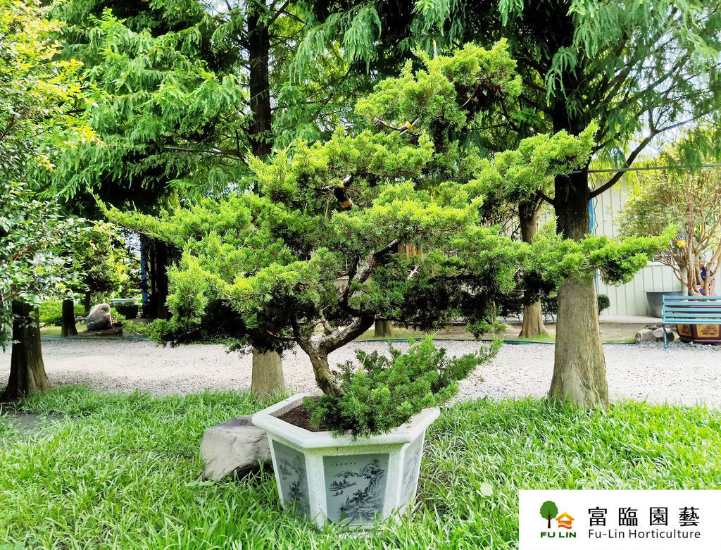 真柏修圖2.jpg 真柏修圖2.jpg