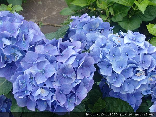 大梯田五月繡球花 許願的天空 痞客邦 大梯田五月繡球花 許願的天空 痞客邦