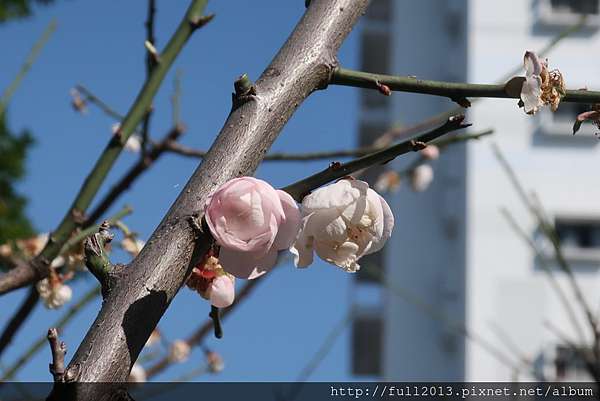 中正紀念堂果梅花梅 許願的天空 痞客邦 中正紀念堂果梅花梅 許願的天空 痞客邦
