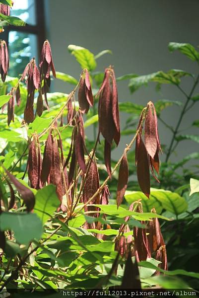 我愛台北典藏植物園 許願的天空 痞客邦