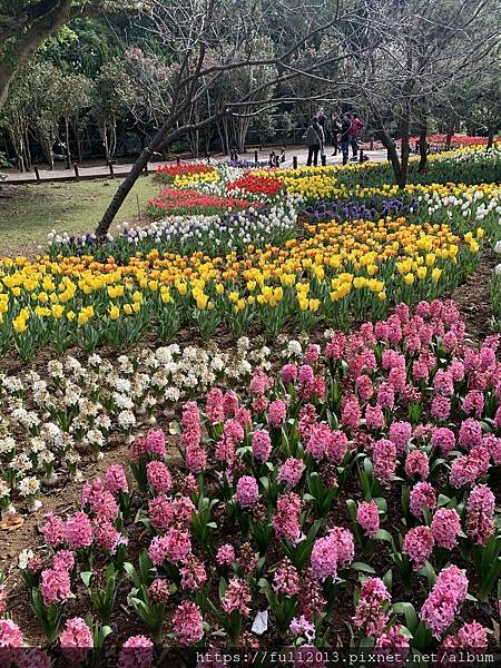 陽明山花卉試驗中心 百花f齊開