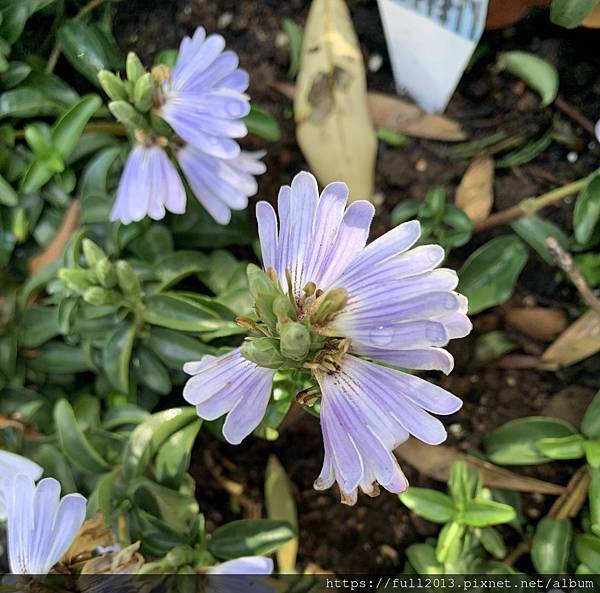 陽明山花卉試驗中心 百花f齊開