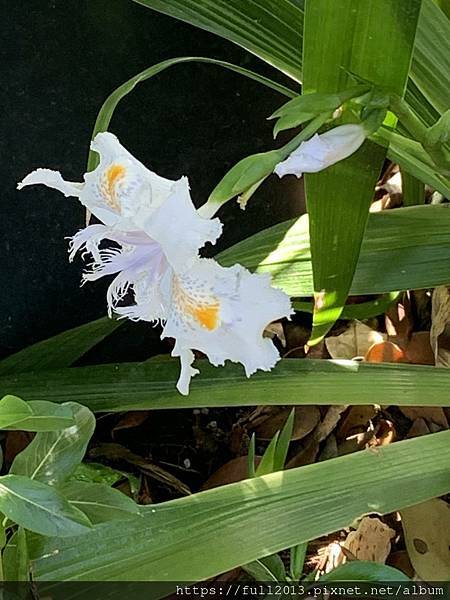 陽明山花卉試驗中心 百花f齊開