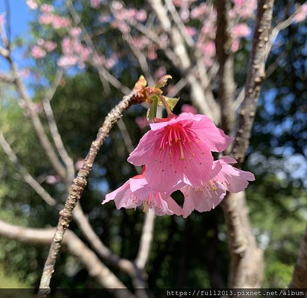 陽明山花卉試驗中心 百花f齊開