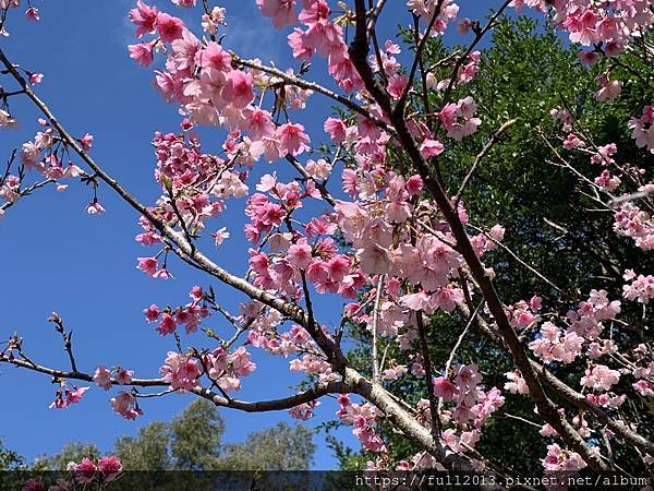 陽明山花卉試驗中心 百花f齊開